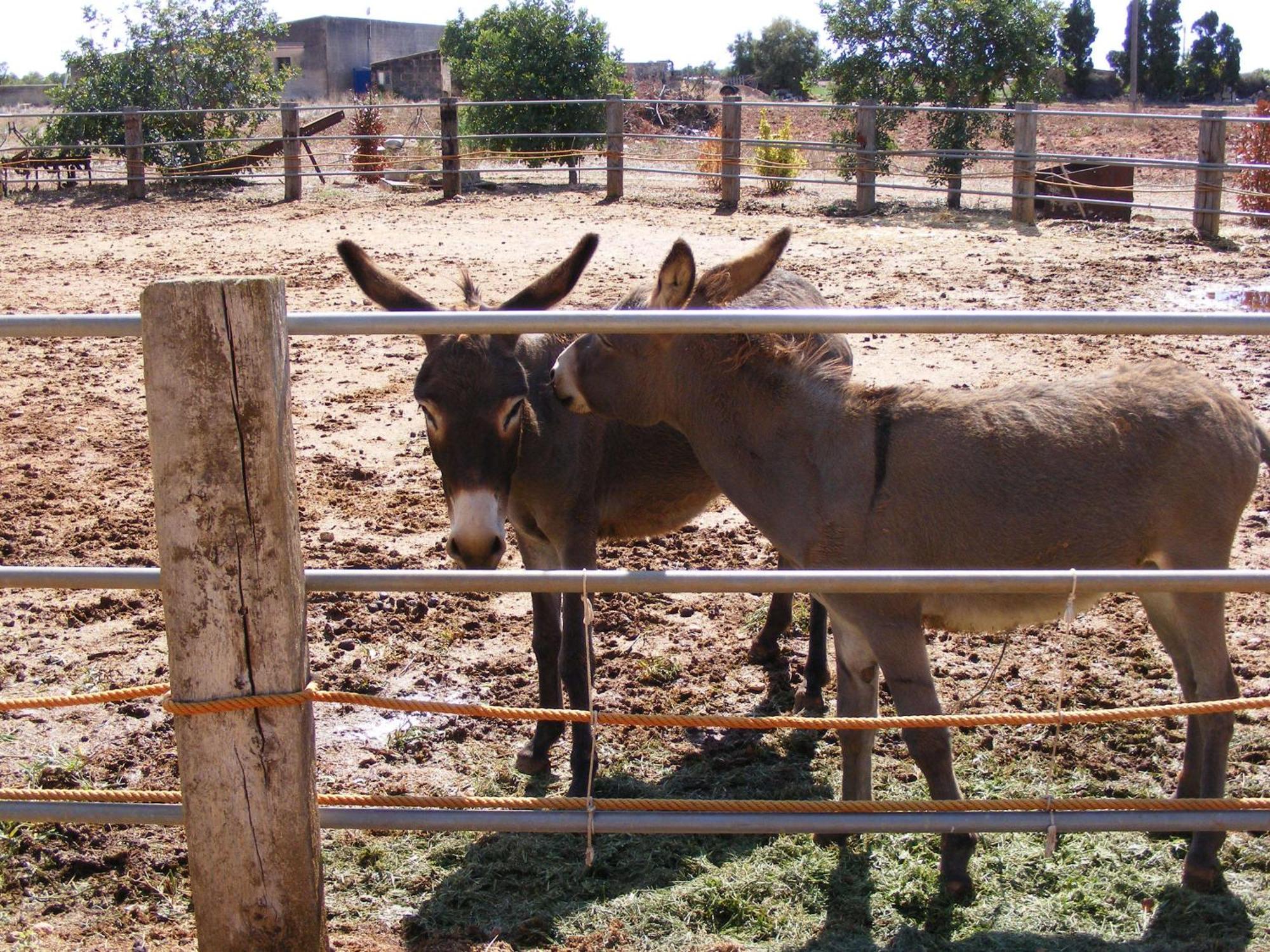 Agroturismo Finca Sant Blai Кампос Екстериор снимка