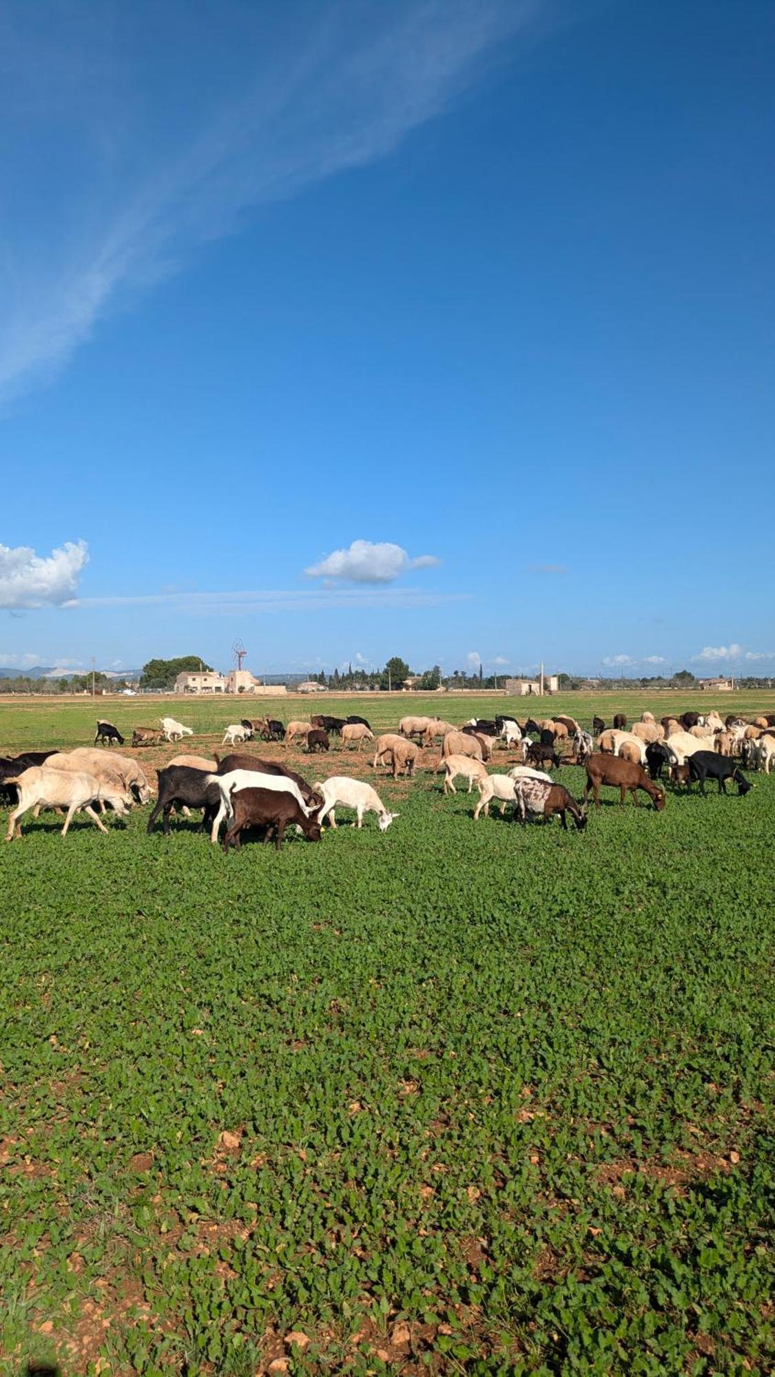 Agroturismo Finca Sant Blai Кампос Екстериор снимка
