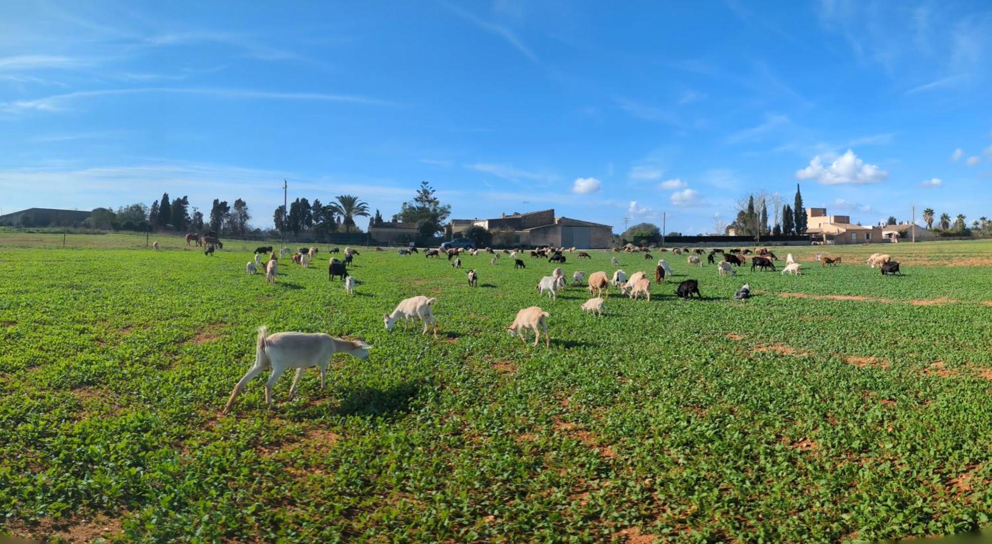 Agroturismo Finca Sant Blai Кампос Екстериор снимка