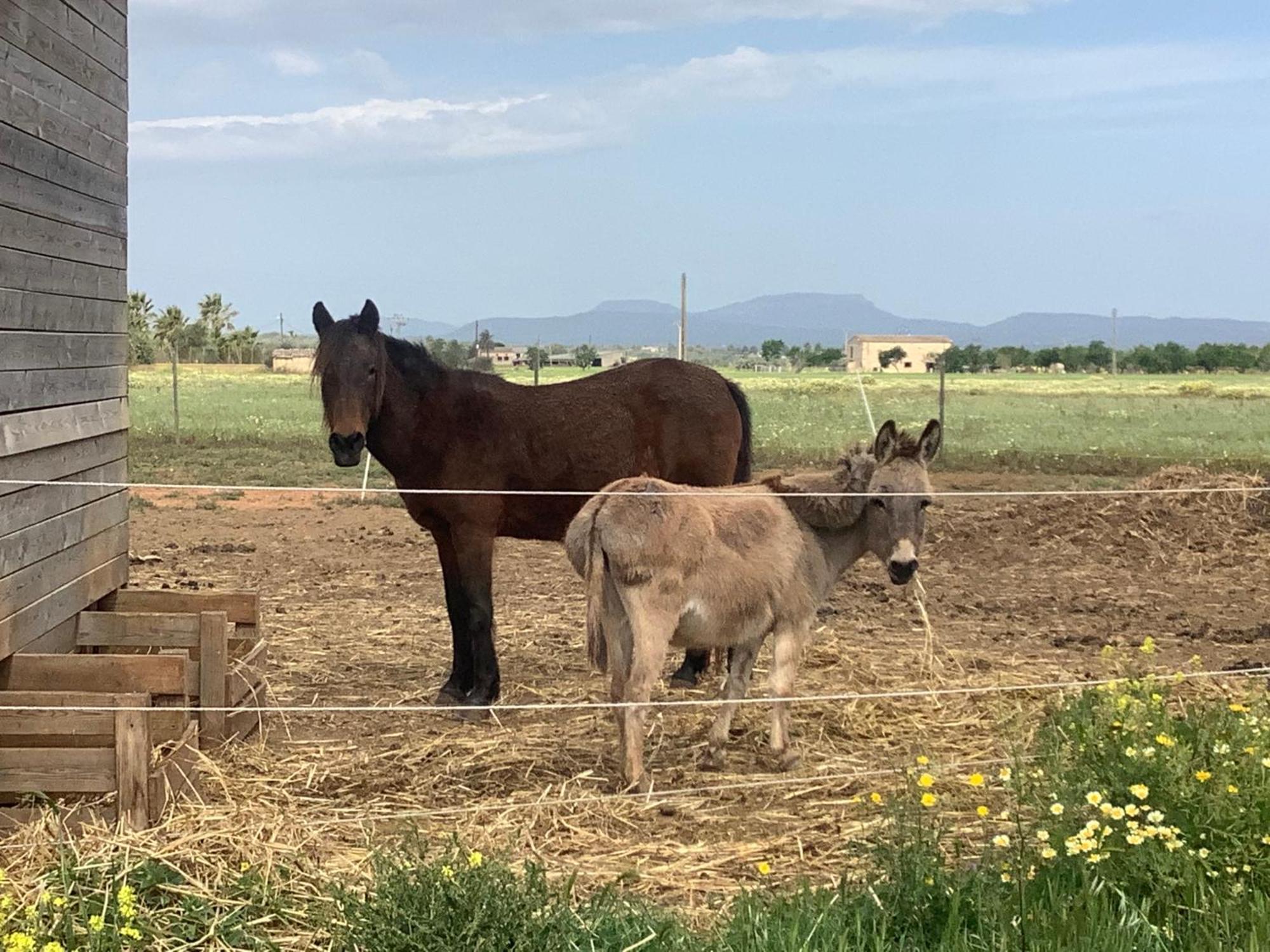Agroturismo Finca Sant Blai Кампос Екстериор снимка