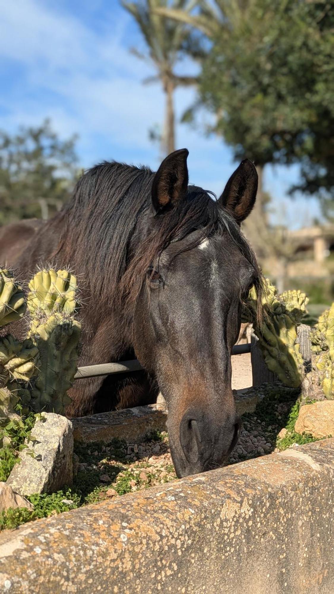 Agroturismo Finca Sant Blai Кампос Екстериор снимка